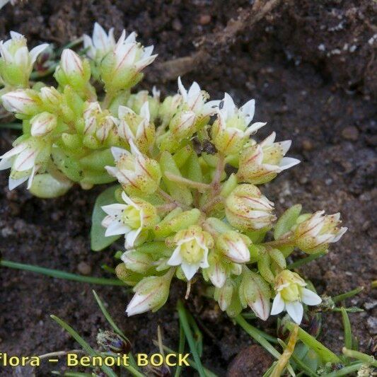 Sedum nevadense Hábito