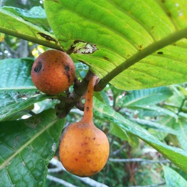 Ficus pancheriana Плод