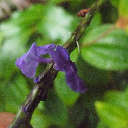 Stachytarpheta urticifolia Flor