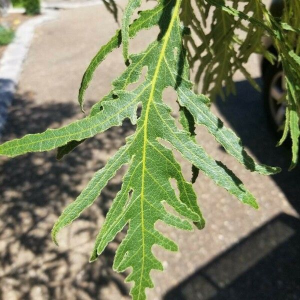 Quercus dentata Leaf