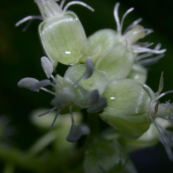 Trichostigma octandrum Kvet