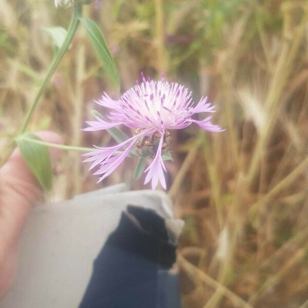 Centaurea diluta 花