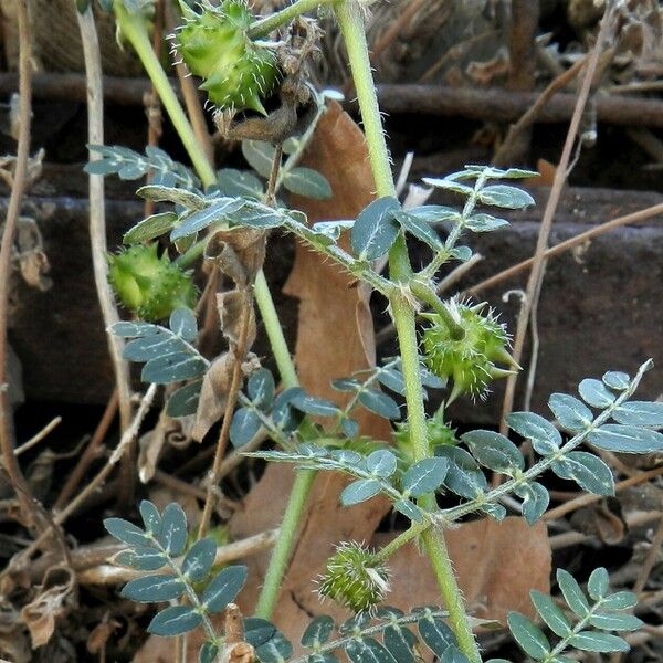 Tribulus terrestris 果実