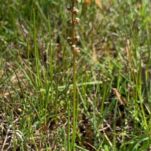 Triglochin palustris 花