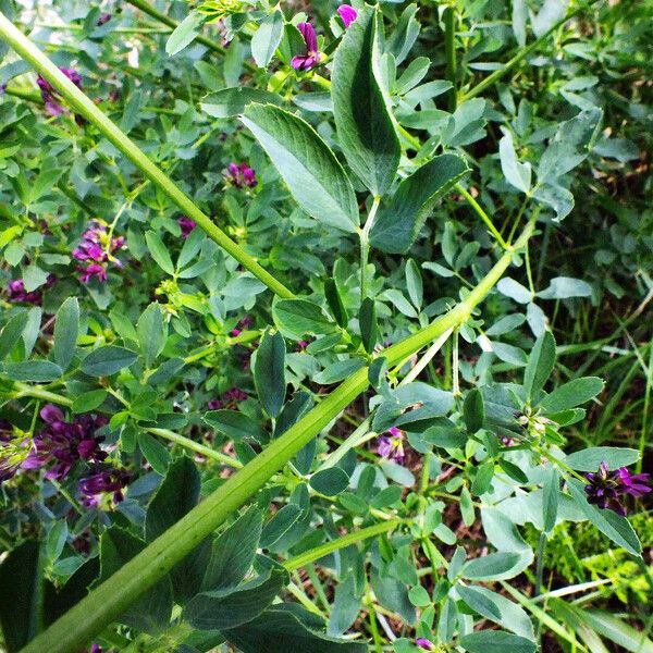 Medicago sativa പുറംതൊലി