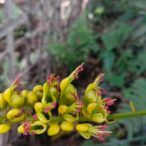 Mezoneuron cucullatum Flower