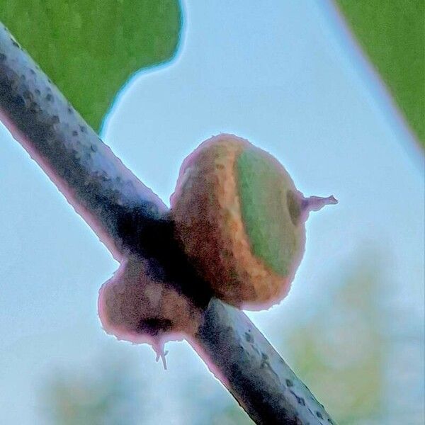 Quercus nigra Fruit