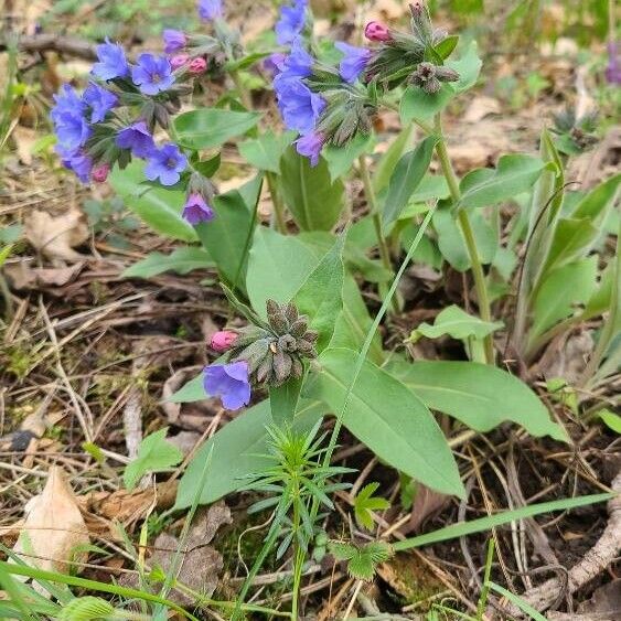 Pulmonaria mollis Хабит