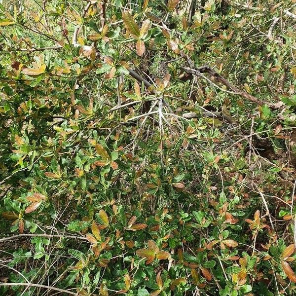 Pappea capensis Hábito