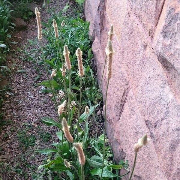 Plantago argentea പുഷ്പം