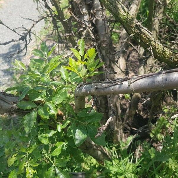 Steganotaenia araliacea 树皮