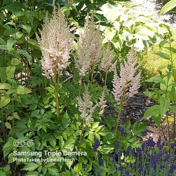 Astilbe japonica Floare