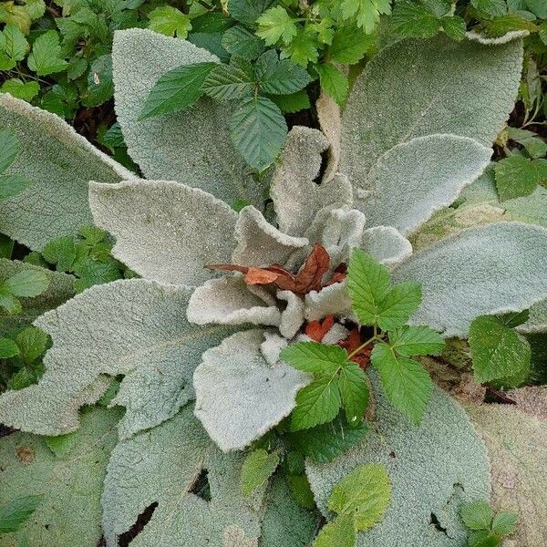 Verbascum boerhavii List