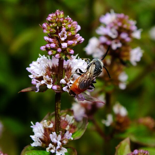 Mentha aquatica Цвят