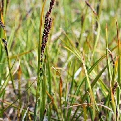 Carex bigelowii Fruct