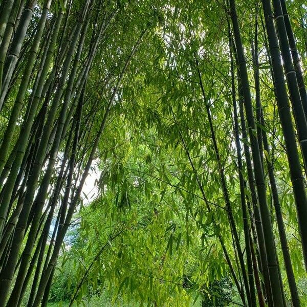 Phyllostachys reticulata Folha