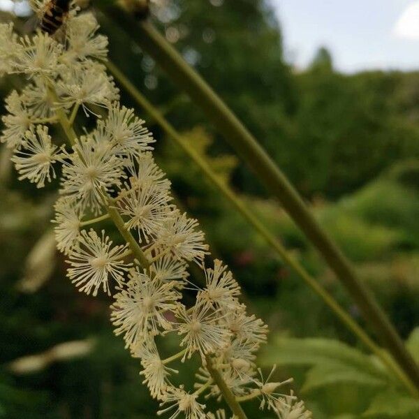 Actaea racemosa Flower