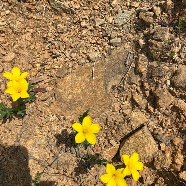 Linum maritimum Lorea