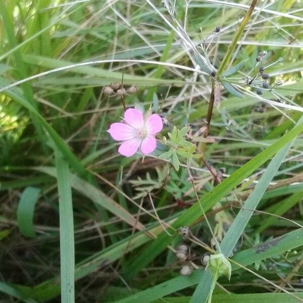 Geranium columbinum Blomst