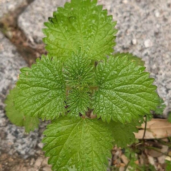 Urtica membranacea List