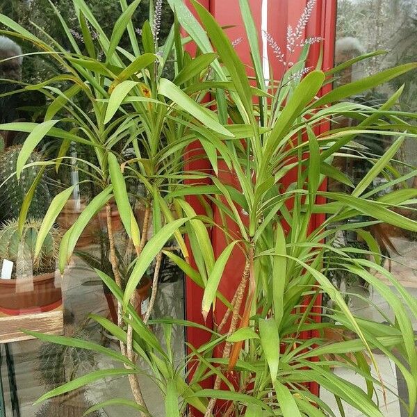 Cordyline stricta Folla