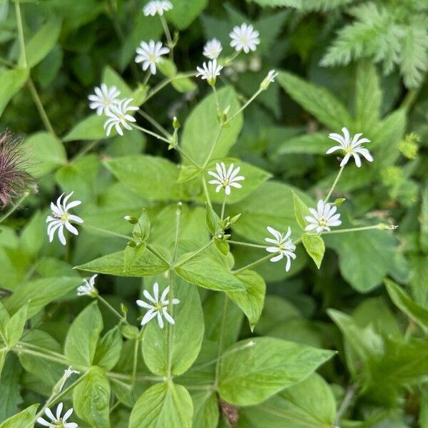 Stellaria nemorum Kvet