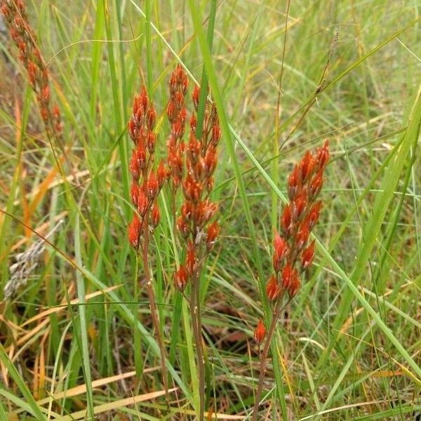 Narthecium ossifragum Flower