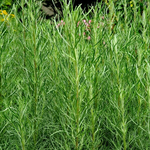 Artemisia abrotanum Blatt