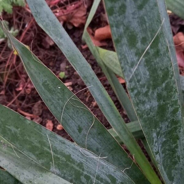 Yucca filamentosa Blad