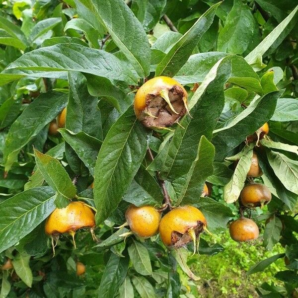 Crataegus germanica Meyve