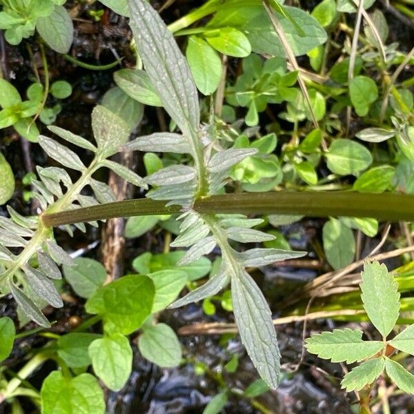 Valeriana dioica 葉