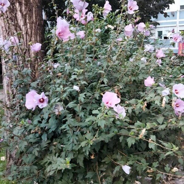 Hibiscus syriacus Tervik taim