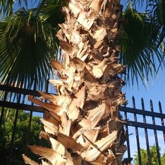 Chamaerops humilis Escorça