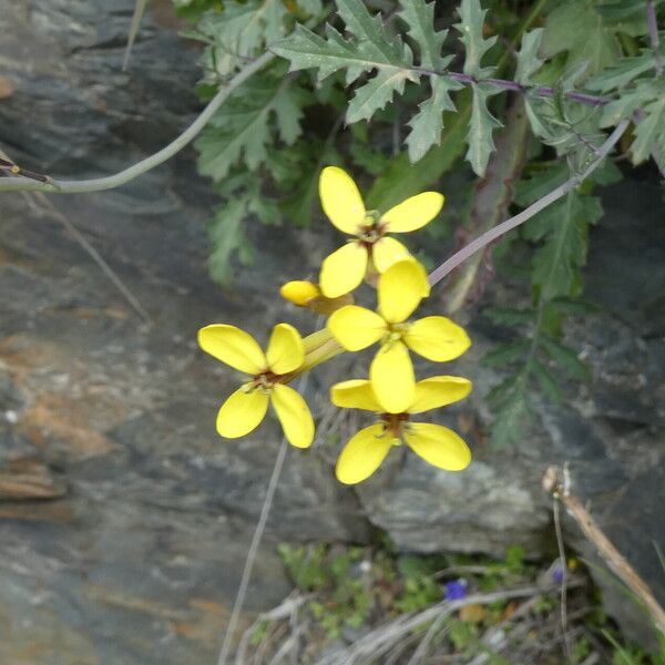 Coincya monensis Flor