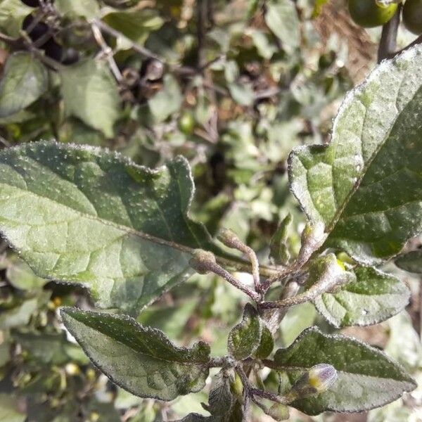 Solanum nigrum Blatt
