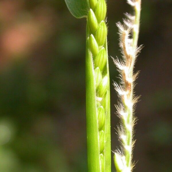 Eriochloa villosa Cortiza