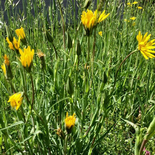 Tragopogon pratensis ശീലം