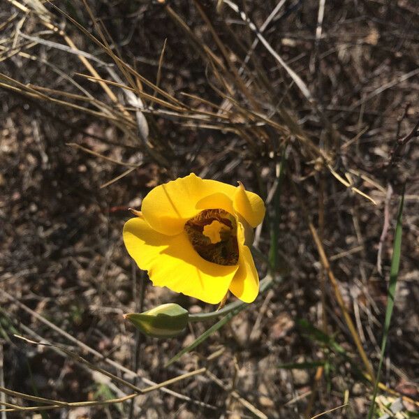 Calochortus kennedyi Flower