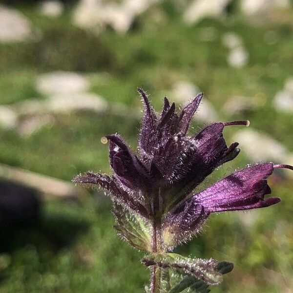 Bartsia alpina Λουλούδι