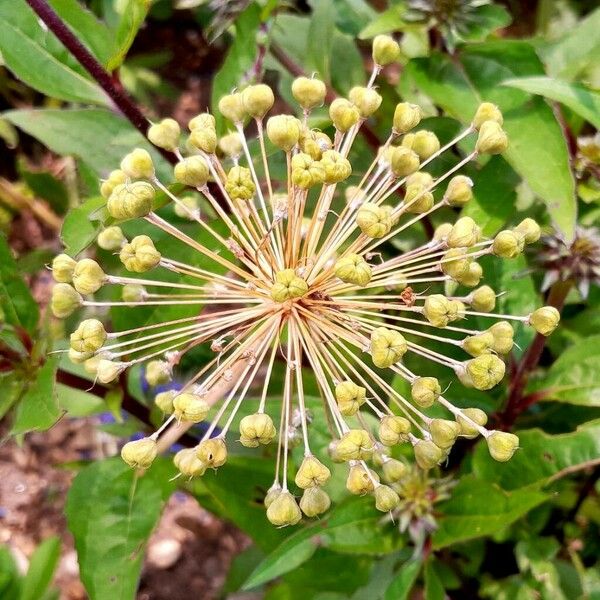 Allium schubertii Fruto