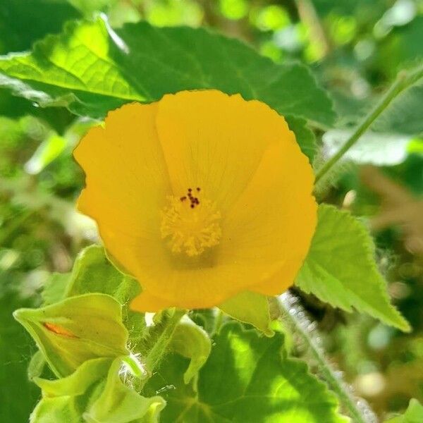 Abutilon grandifolium Flower