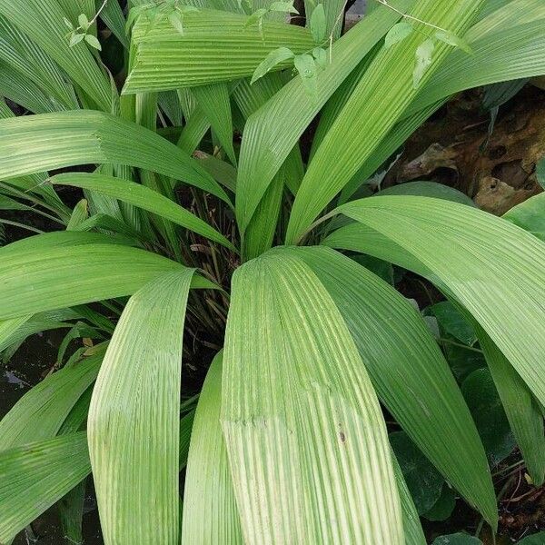 Curculigo capitulata Blad