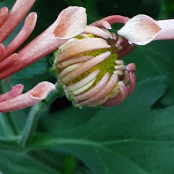 Chrysanthemum × morifolium 花