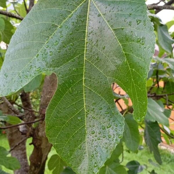 Ficus carica Leaf