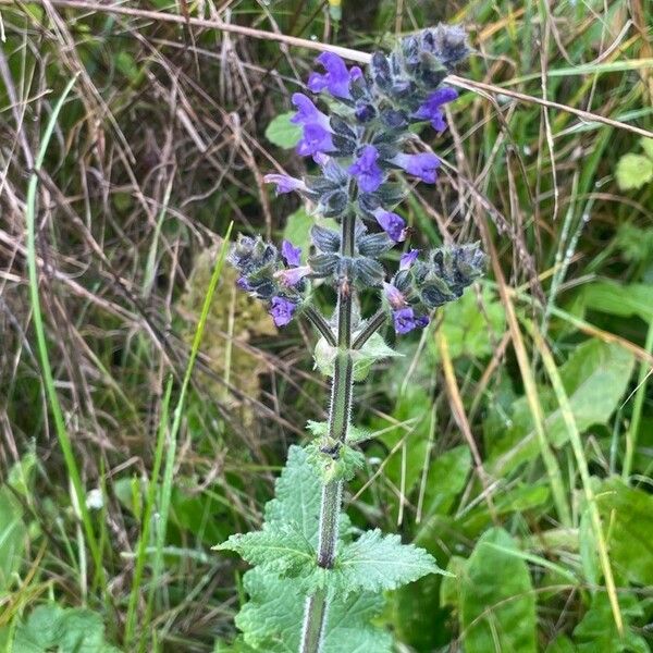 Salvia verbenaca Blomma