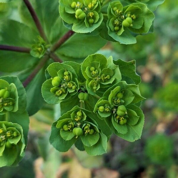 Euphorbia helioscopia ᱥᱟᱠᱟᱢ