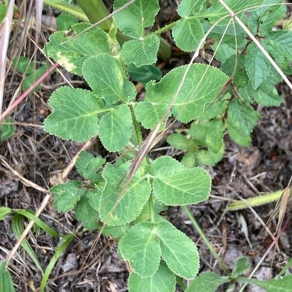 Opopanax chironium Leaf