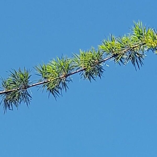 Chusquea lorentziana Leaf