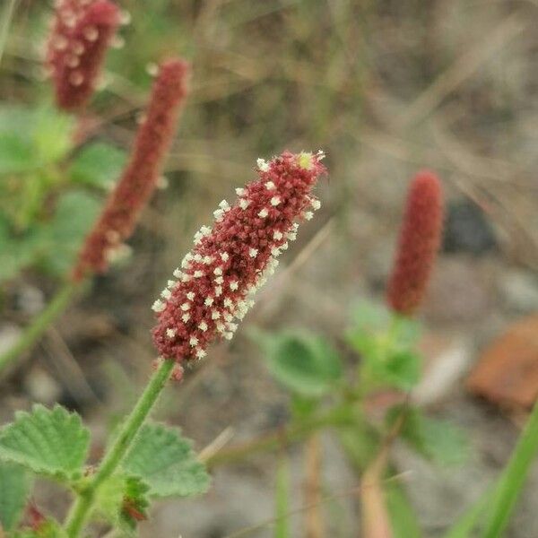 Acalypha monostachya (Round copperleaf)