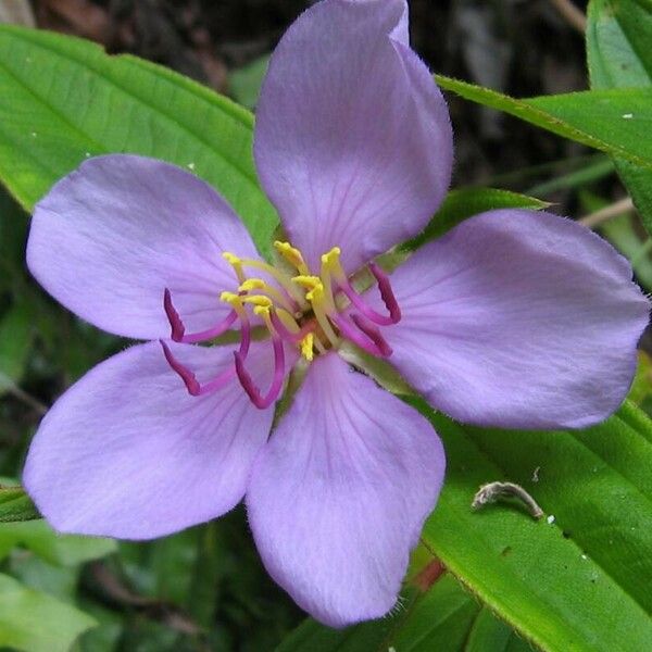 Melastoma malabathricum 花